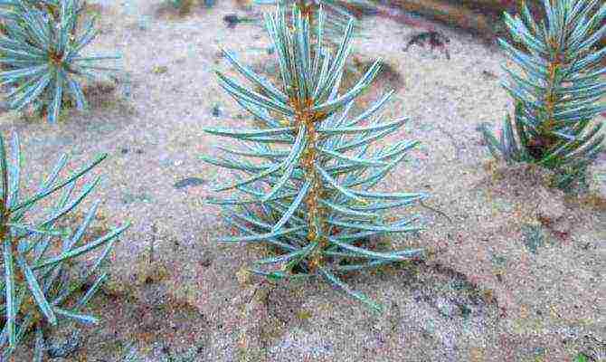 how to grow blue spruce at home