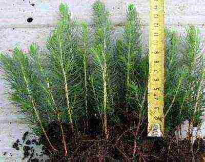 how to grow blue spruce at home