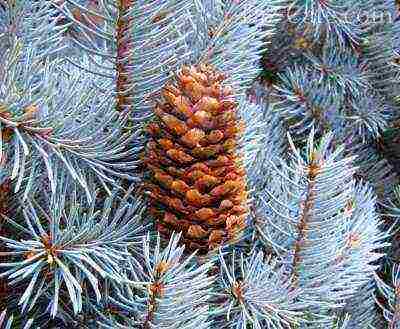 how to grow blue spruce at home