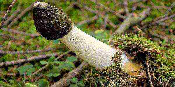 how to grow a veselka mushroom at home