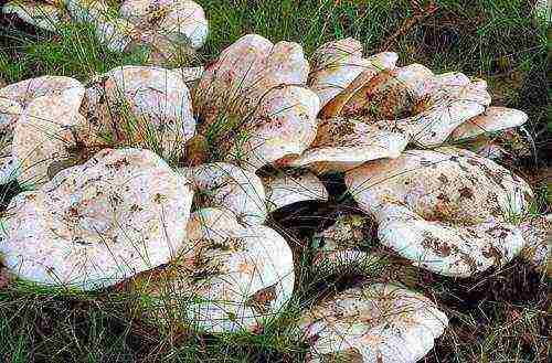 how to grow milk mushrooms at home