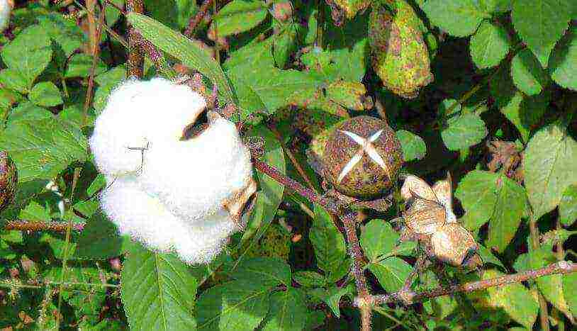 how to grow cotton at home