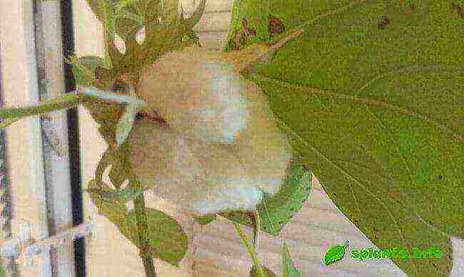 how to grow cotton at home