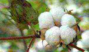 how to grow cotton at home