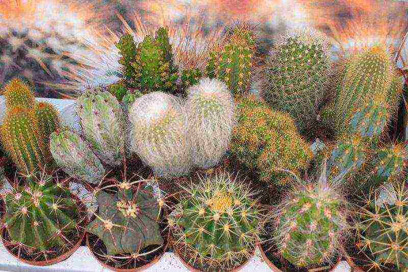 how to grow cacti at home so that they bloom