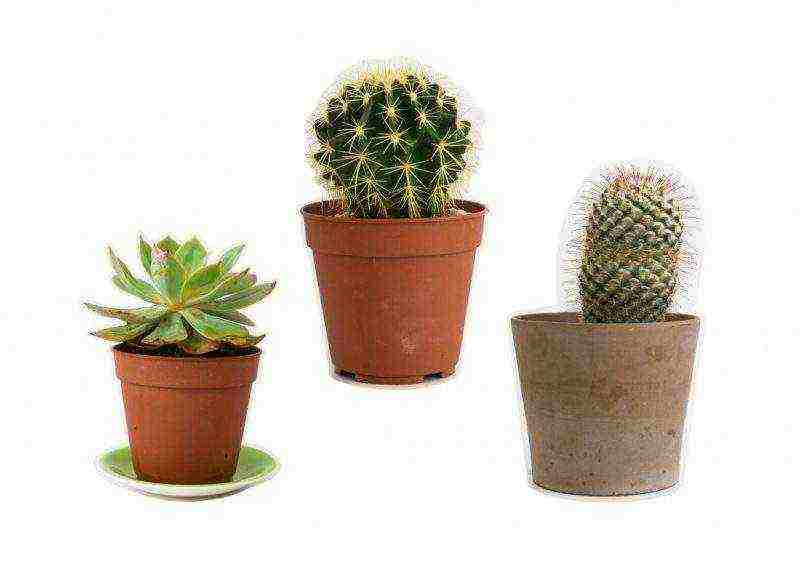 how to grow cacti at home so that they bloom