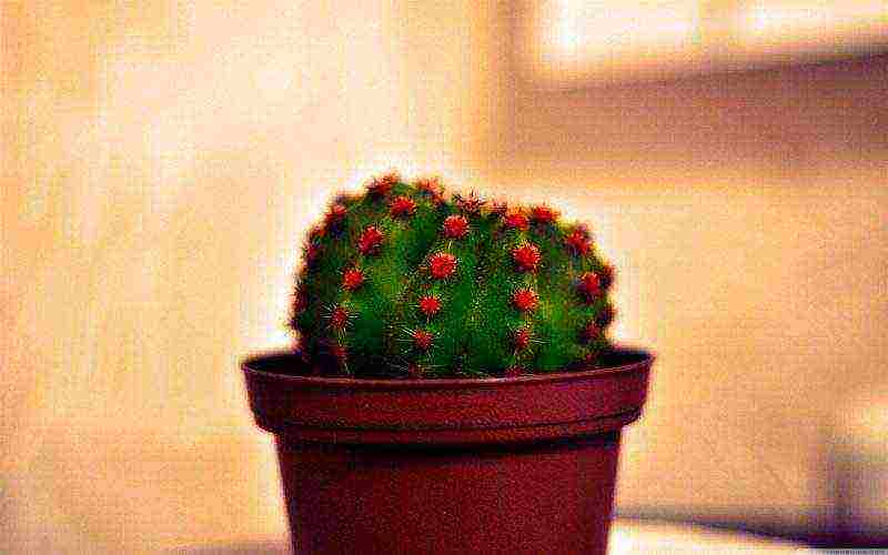 how to grow cacti at home so that they bloom