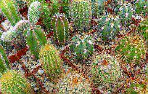how to grow cacti at home so that they bloom