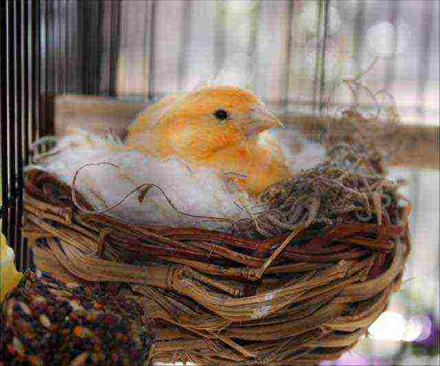 how to grow canaries at home