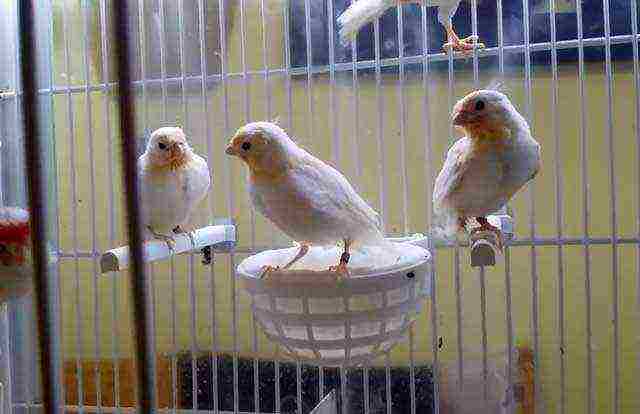 how to grow canaries at home