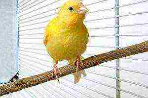 how to grow canaries at home