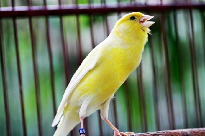 how to grow canaries at home