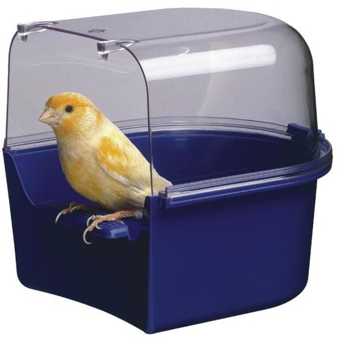 how to grow canaries at home