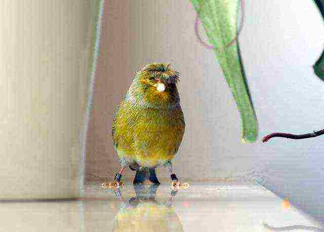 how to grow canaries at home