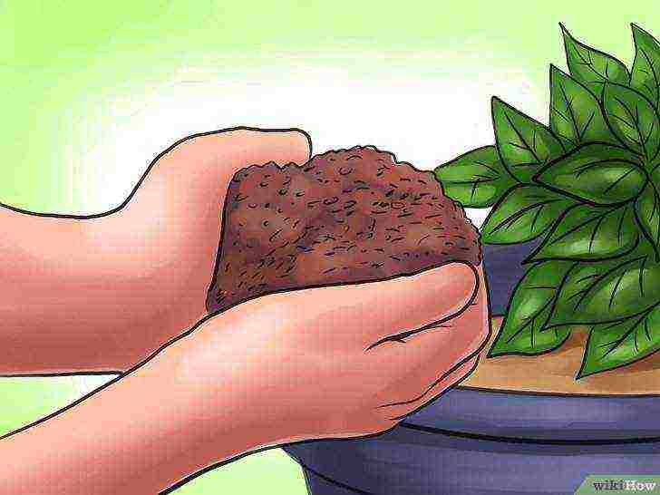 how to grow potatoes at home