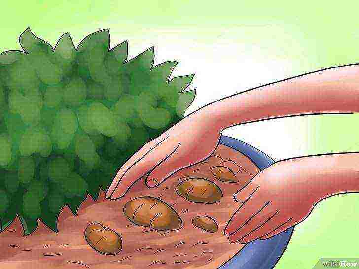 how to grow potatoes at home