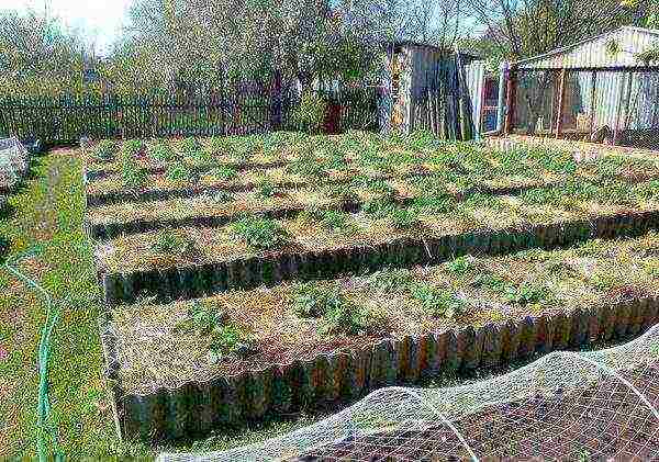 how to grow potatoes at home