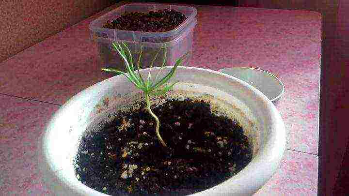 how to grow cedar from seeds at home