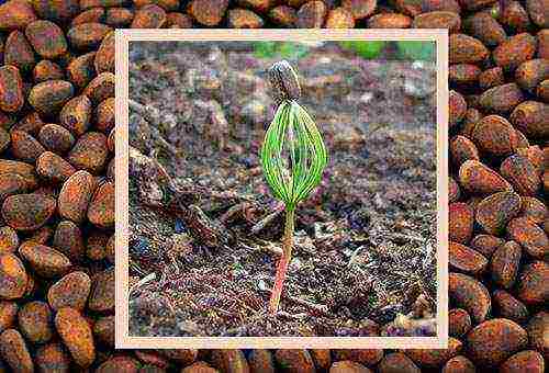 how to grow cedar from seeds at home