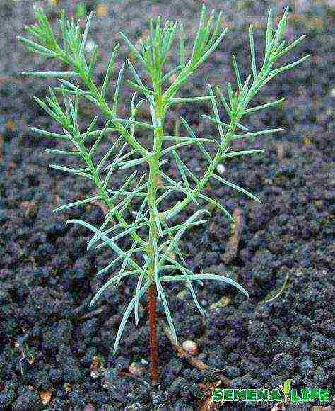 how to grow cypress trees at home