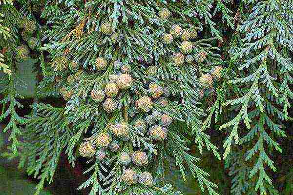 how to grow cypress trees at home