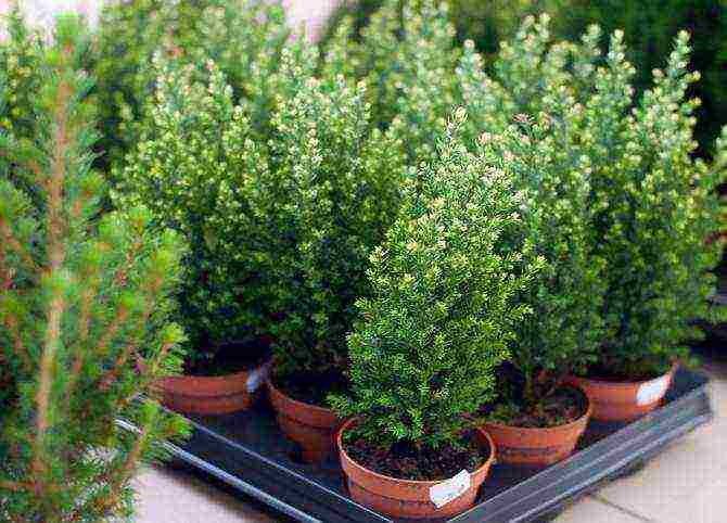 how to grow cypress trees at home