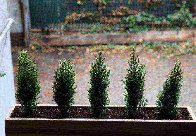 how to grow cypress trees at home