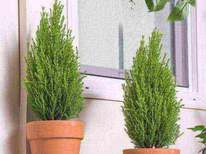 how to grow cypress trees at home