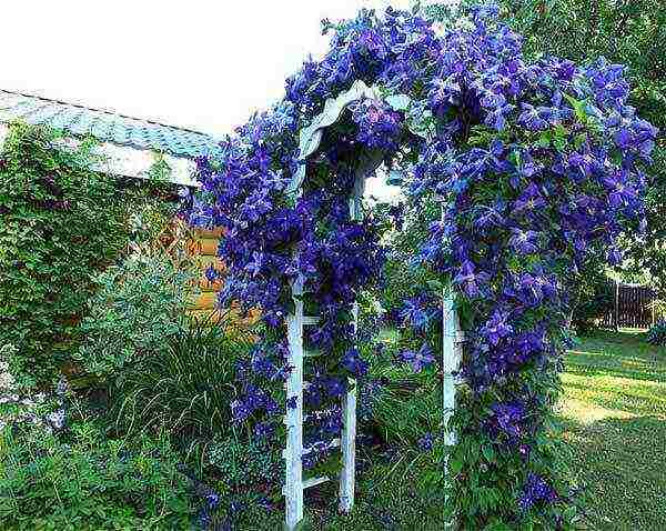 how to grow clematis in the country and how to care for it