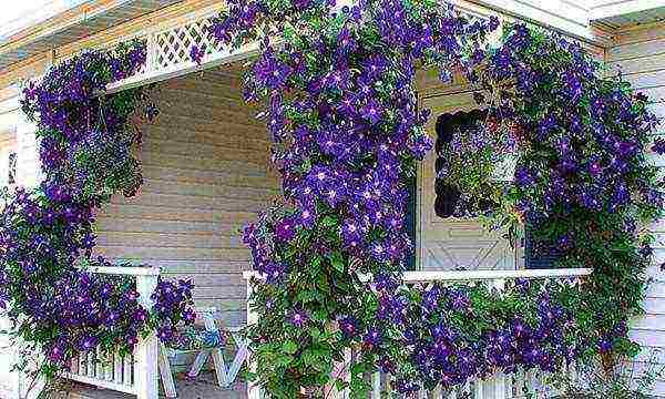 how to grow clematis in the country and how to care for it