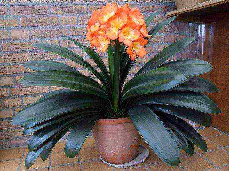 how to grow clivia at home