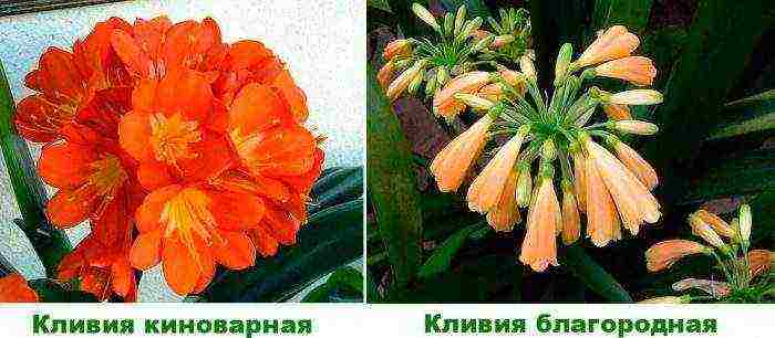 how to grow clivia at home