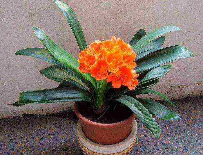 kung paano palaguin ang clivia sa bahay