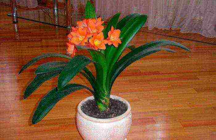 how to grow clivia at home