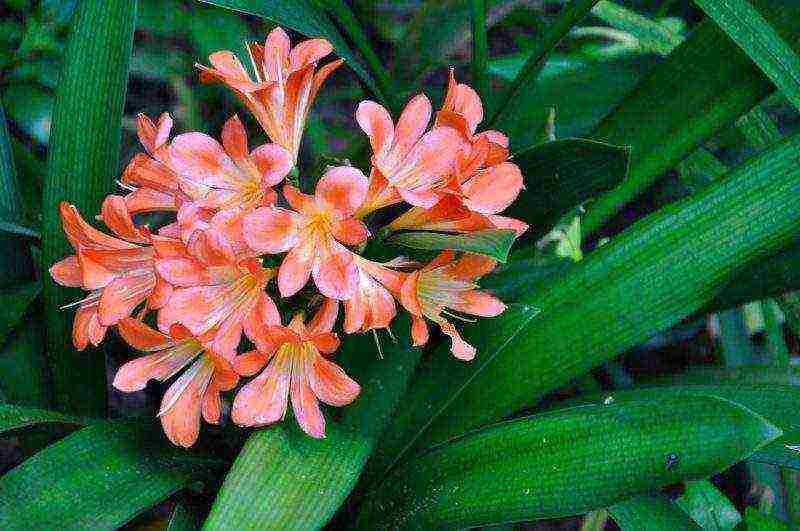 how to grow clivia at home