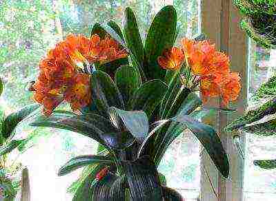 how to grow clivia at home