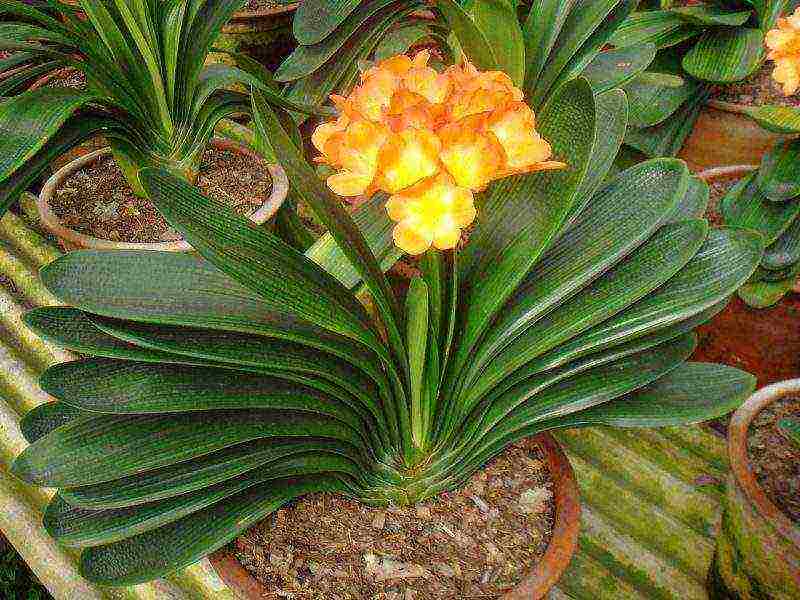 how to grow clivia at home