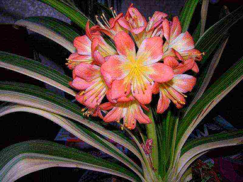 kung paano palaguin ang clivia sa bahay