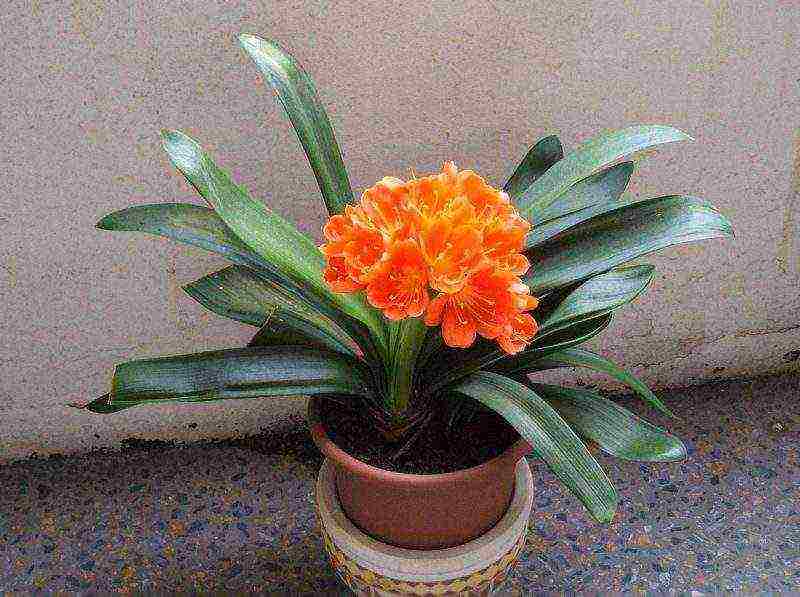 how to grow clivia at home