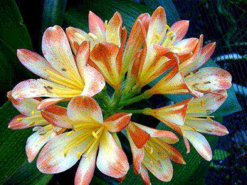 how to grow clivia at home