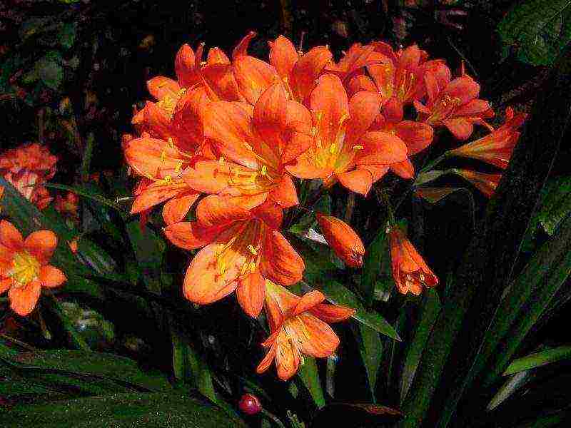 how to grow clivia at home