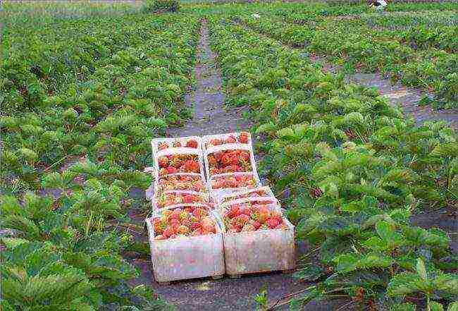 how to grow strawberries under black cover material