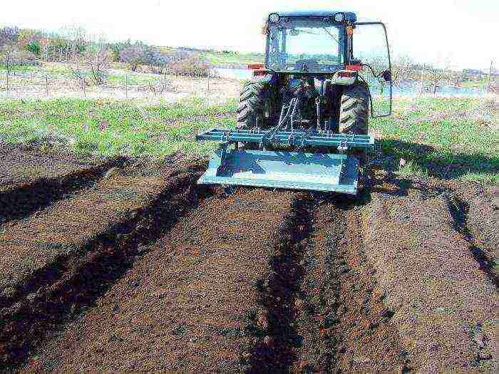 how to grow strawberries under black cover material