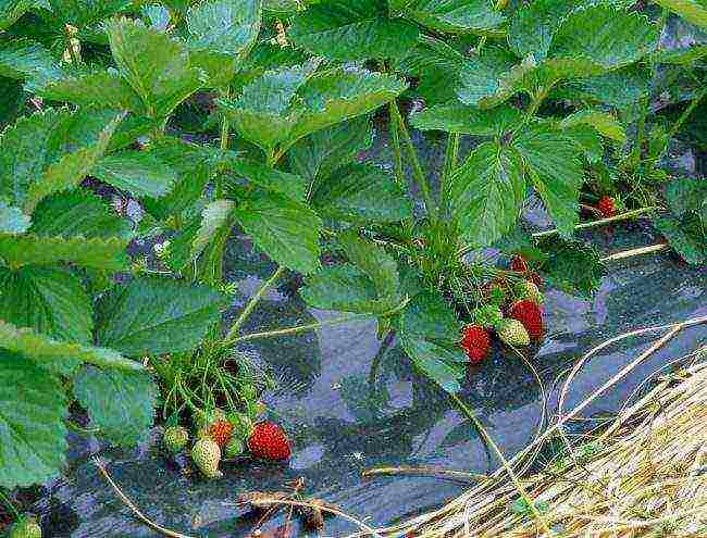 kung paano palaguin ang mga strawberry sa ilalim ng itim na materyal na takip