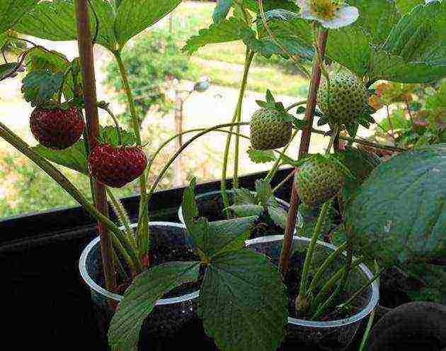 kung paano palaguin ang mga strawberry sa mga bag sa taglamig sa bahay