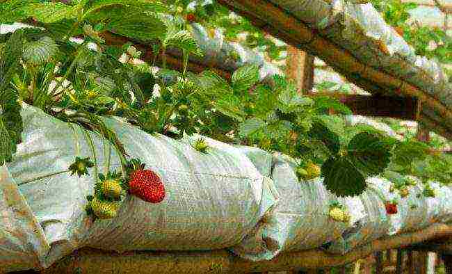 how to grow strawberries in bags in winter at home