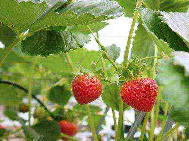 kung paano palaguin ang mga strawberry sa mga bag sa taglamig sa bahay