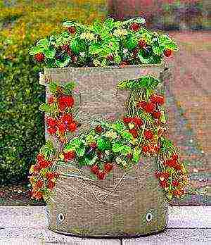 how to grow strawberries in bags in winter at home