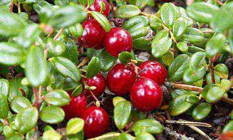 how to grow cranberries at home