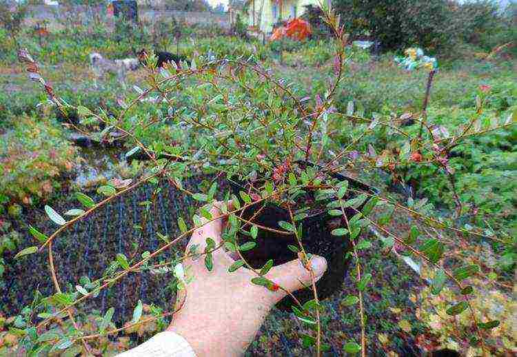 how to grow cranberries at home